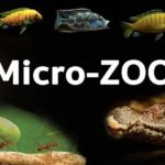 Micro Zoo de Saint-Malo